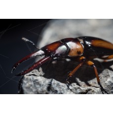 Escarabajo gladiador de senegal  - Prosopocoilus senegalensis